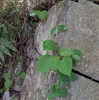 Schizophragma hydrangeoides　イワガラミ