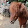 三島市楽寿園にて癒しの動物たち～与那国馬