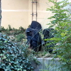 　動物園の動物たち