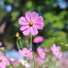 大阪公立大学附属植物園を訪問ー２！・・・コスモス　ナンバンギセル