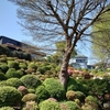 根津神社 ツツジの開花状況(2023年4月1日)