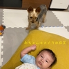 モカ・赤ちゃん接近中👶🐶