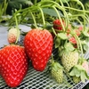 完熟いちご🍓狩り情報5月14日(火)開園日です‼️❣️💕✨🍀