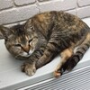 野良猫の死