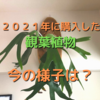 2021年に購入した植物の今の様子。観葉植物編。