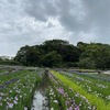 花菖蒲を詠んだ短歌　　ハナショウブは，野生するノハナショウブを改良した園芸種．ノハナショウブは，幻の花花かつみの候補とも（をみなへし 佐紀沢に生ふる 花かつみ かつても知らぬ恋もするかも）．ハナショウブの育種は，江戸時代にさかんに行われ，現在は，日本だけではなく世界に広がっています．　花菖蒲かたき蕾は粉しろしはつはつ見ゆる濃むらさきはも　木下利玄　　濃艶に咲きて日に照る花菖蒲風ふきくれば紫に揺る　大岡博　　咲き萎えて摘み捨てられし花菖蒲泥のうえにてなお濃むらさき　久々湊盈子