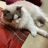 新しい猫じゃらしでたくさん遊んだふくちゃん