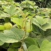 住吉の波豆麻の君が･･･巻第7-1272～1273