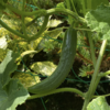 庭で夏野菜 32　【キュウリ】