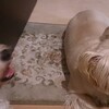 犬同士の会話