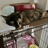 飼い主にミニクッションをお届け。サビ猫もなかの宅急便♪