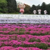 姫路 ヤマサ蒲鉾「夢鮮館」芝桜の小道