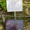 万葉歌碑を訪ねて（その１１６８）―奈良市春日野町　春日大社神苑萬葉植物園（１２８）―万葉集　巻十一　二七八六