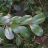 Buxus microphylla var. japonica　ツゲ