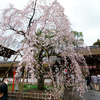 京都の桜、未だ満たず。2017年4月1日