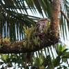 Papuan Frogmouth  パプアガマグチヨタカの親子