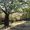 2020/04/10 Fri.　徒歩圏内の桃源郷へ ＠北山緑化植物園