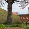 花見は今年も成田