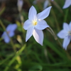 ちっちゃい庭の花だより