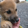 ＜Thanks!2012.02＞No.342 ふたばちゃん（雑種 ♀ 3ヶ月位)