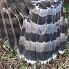 死んだ野鳥を見つけたら