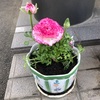 お天気が良いのでお花を植えました。