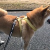 念願の２mリード発見！- Just Ordered New 2m Leash