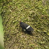 黒色に白線があるホタルガ。成虫には毒がある？