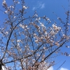 桜がいい具合に開いた。