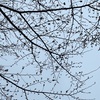 桜…チラホラ