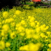 菜の花の咲き乱れる小湊鐵道を往く、タラコ色のキハ40-3を撮る！