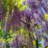 栃木県へおでけけ！