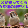 スズメが寄ってくる家、その幸運の秘密とは？
