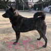 甲斐犬サンのダイエット問題の巻〜経過サン日目(T ^ T)。