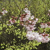 花見山公園の桜