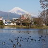 今冬の富士山