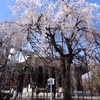 千本釈迦堂（大報恩寺）