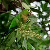 ベリーズ　自宅周辺の Olive-throated Parakeet（オリーブスローティッド　パラキート）