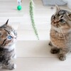 可愛いネコちゃんシリーズー4・・・