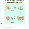 骨盤と顎の連動と歯科矯正