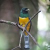 ミドリキヌバネドリ(Black-throated Trogon)