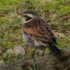 野鳥撮影記　2月9日(1)