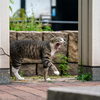 近隣繁華街のねこさん