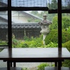 大根葉を干す。