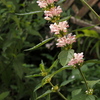 不安定な天気・花は少し