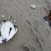 鳥インフルエンザ、人への感染リスクは？