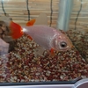金魚のこんな白点はたまに出る