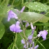 雨降りくまのこ