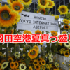羽田空港観察記 ～Aug. 2019 (Sunflower)～