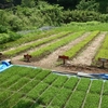 22/05/18　谷戸田の風景　